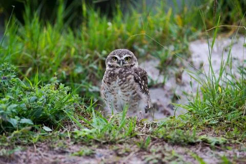 Burrowing Owl Stock Photos