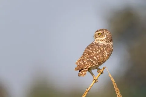Burrowing owl Stock Photos