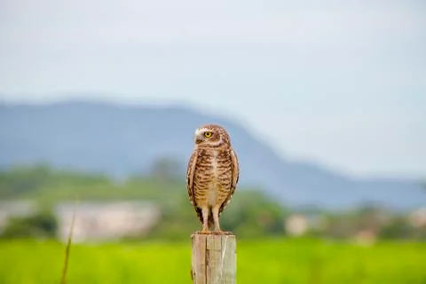 Burrowing owl Stock Photos