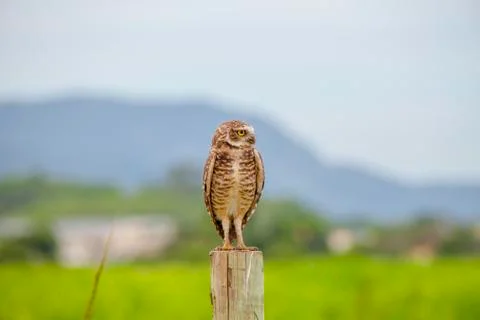 Burrowing owl Stock Photos