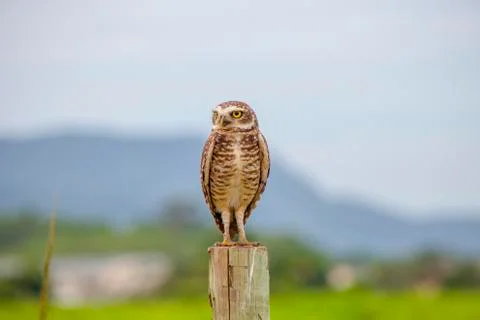 Burrowing owl Stock Photos