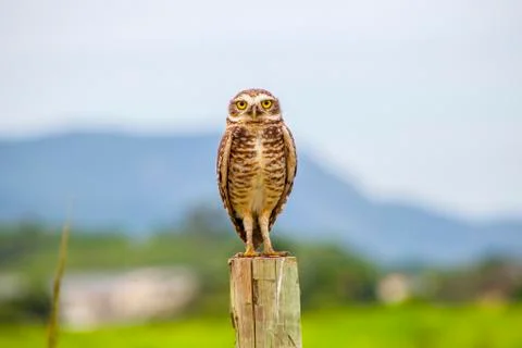 Burrowing owl Stock Photos