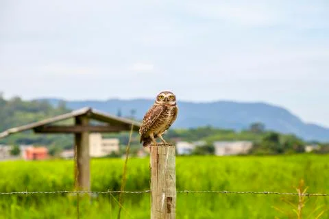 Burrowing owl Stock Photos