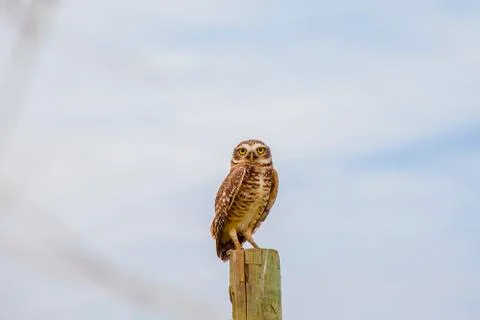 Burrowing owl Stock Photos