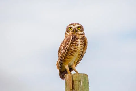 Burrowing owl Stock Photos