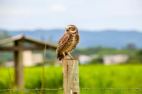 Burrowing owl Stock Photos