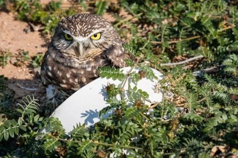Burrowing Owl 스톡 사진