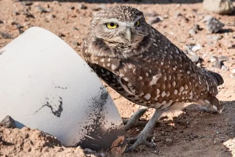 Burrowing Owl Stock Photos