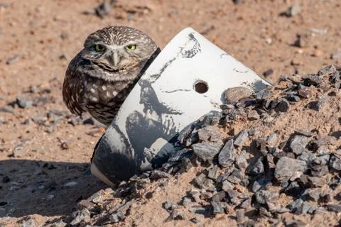 Burrowing Owl 스톡 사진