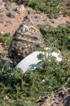 Burrowing Owl Stock Photos