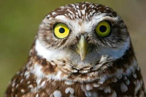 Burrowing Owl Stock-Fotos