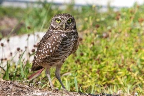 Burrowing Owl Stock Photos