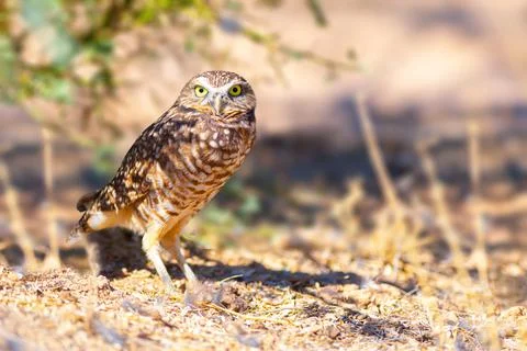 Burrowing Owl Stock Photos