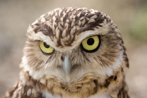 Burrowing Owl portrait Stock Photos