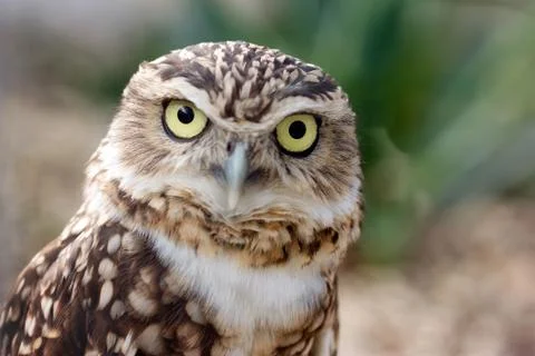 Burrowing Owl portrait Stock Photos