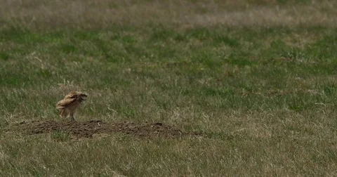 Burrowing owl puffs feathers and flies away Stock Footage 81444095