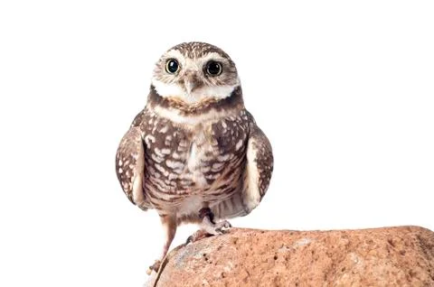 Burrowing Owl on Rock looking at camera isolated on white Stock Photos