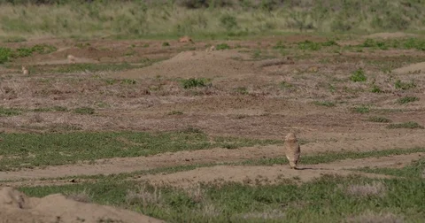 Burrowing owl rushes over to grab cricket Video stock 83602950