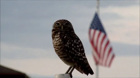 Burrowing Owl sitting on a rod in front of an US-Flag Stock Footage 91375902