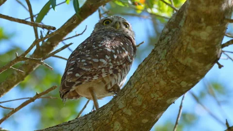 BURROWING OWL STANDING ON ONE FOOT 스톡 동영상 250377415