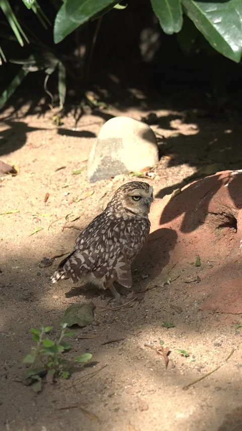 Burrowing Owl Standing on Sandy Ground Stock Footage 342595468