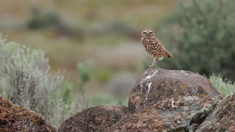 Burrowing owl stands on a boulder in a prairie grassland Stock Footage 276716971