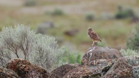 Burrowing owl stands on a boulder in a prairie grassland Stock Footage 276717085