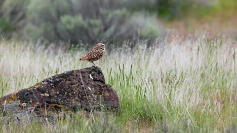 Burrowing owl stands on a boulder in a prairie grassland Stock Footage 276717210