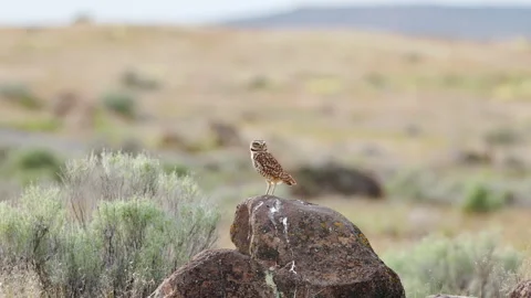 Burrowing owl stands on a boulder in a prairie grassland 動画素材 276717604