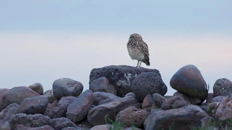 Burrowing owl stands on a boulder in a prairie grassland at twilight Vidéo 276717767