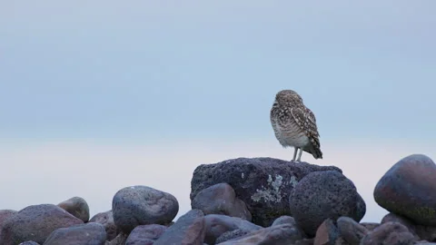 Burrowing owl stands on a boulder in a prairie grassland 動画素材 276718073