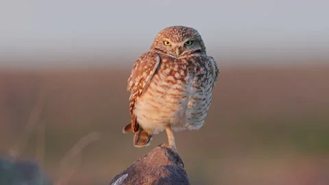Burrowing owl stands on a boulder in a prairie grassland Stock Footage 290968951