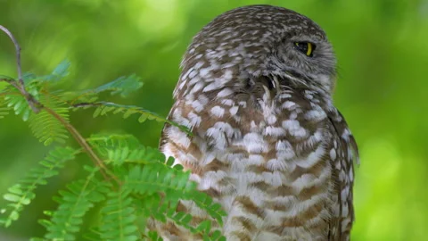 BURROWING OWL STRECH WINGS Stock-Footage 250378497