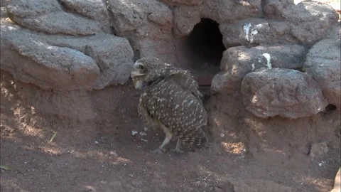 Burrowing owl turning side to side 動画素材 328261704