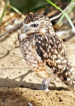 Burrowing owl vertical Stock Photos