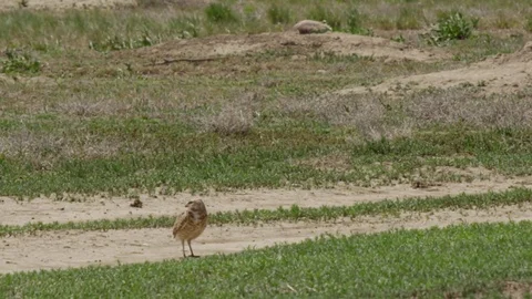 Burrowing owl on windy day flies off Stock Footage 83467393