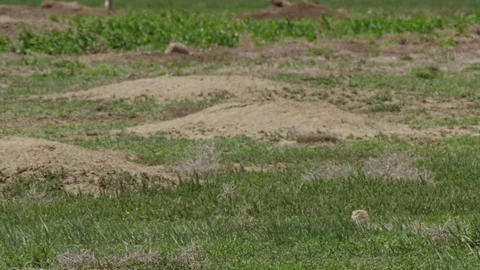 Burrowing owl on windy day peers out of burrow Stock Footage 83467458