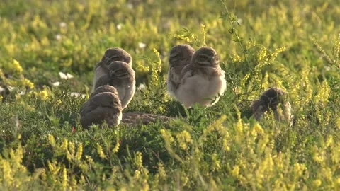 Burrowing Owl young chicks yawning open mouth broodBadlands South Dakota Stock Footage 142620211