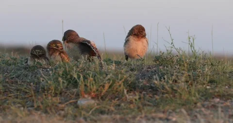Burrowing Owlets Stock Footage 232057648