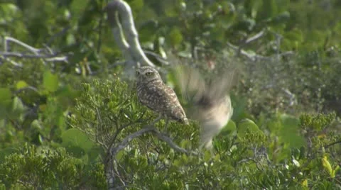 Burrowing Owls fly away Stock Footage 10720646