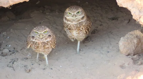 Burrowing Owls Stock-Footage 50086122