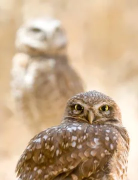 Burrowing Owls front and back Stock Photos