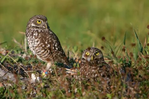 Burrowing Owls Stock Photos