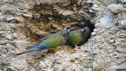Burrowing Parakeet Pair Resting at Nest Entrance in Rock Cliff, Argentina Видео 338185301
