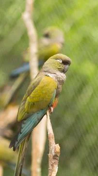 Burrowing parrot bird Stock Photos