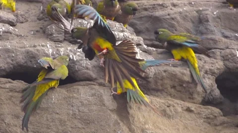 Burrowing parrot fighting Stock-Footage 43209576