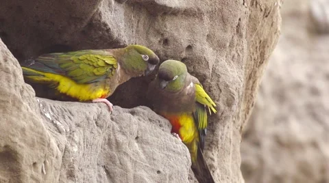 Burrowing parrot Stock-Footage 43204530