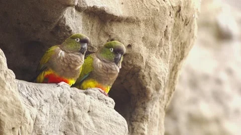 Burrowing parrot pair Stock-Footage 43220237