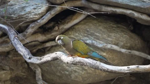 Burrowing Parrot Perched on Branch in Rocky Habitat Argentina Stock-Footage 333915742