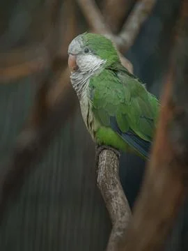 Burrowing parrot Stock Photos